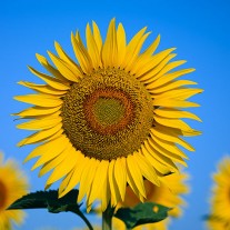 FT-267-09: Sunflowers