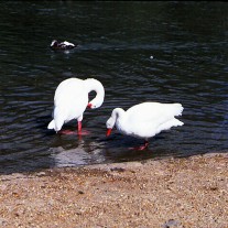 EWS-63-08: Coscoroba Swans, Wildfowl & Wetlands Trust, Arundel